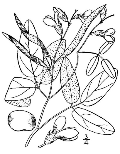 image of Galactia regularis, Downy Milkpea, Hairy Milkpea, Twining Milkpea, Eastern Milkpea