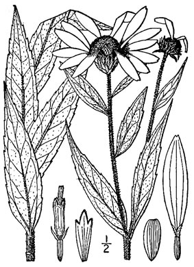 image of Helianthus giganteus, Tall Sunflower, Swamp Sunflower, Tuberous Sunflower, Giant Sunflower