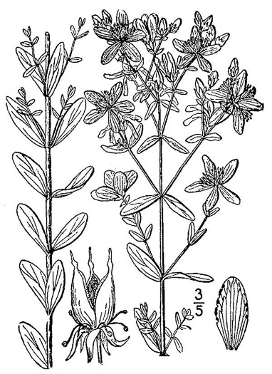 image of Hypericum perforatum, European St. Johnswort, Common St. Johnswort, Klamath-weed