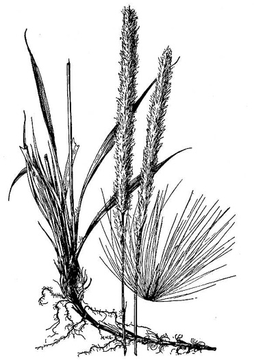 image of Imperata brasiliensis, Brazilian Satintail