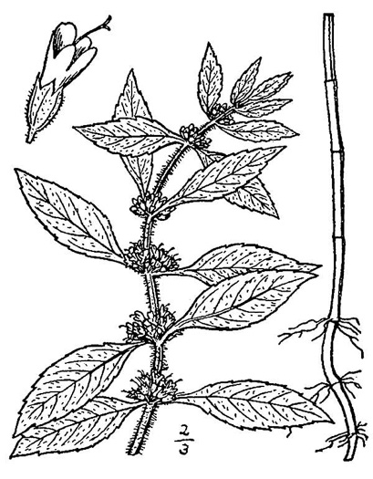 image of Mentha canadensis, Canada Mint, Field Mint, Wild Mint