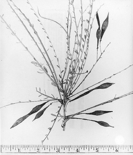 image of Parkinsonia aculeata, Jerusalem Thorn, Crown-of-Thorns, Horse-bean, Mexican Palo Verde