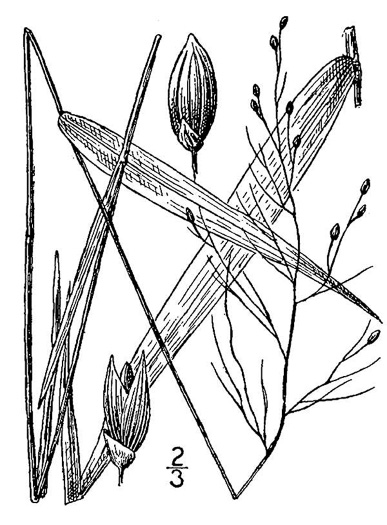 image of Dichanthelium scabriusculum, Tall Swamp Witchgrass