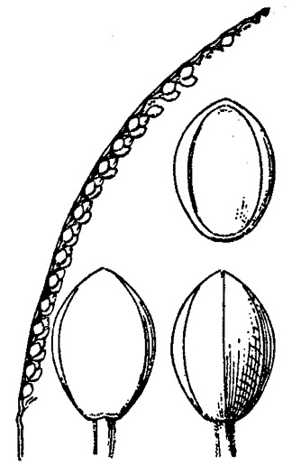 image of Paspalum setaceum var. muhlenbergii, thin paspalum