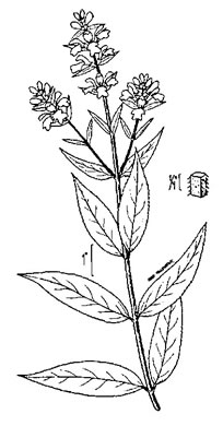 image of Stachys palustris, marsh hedgenettle