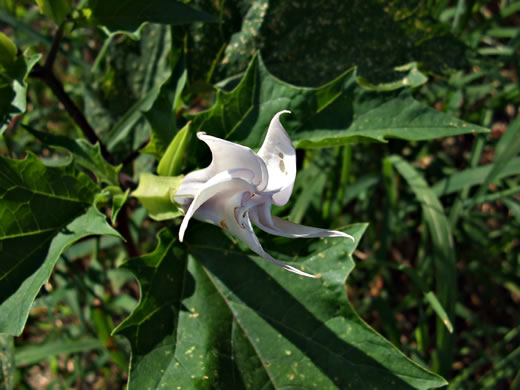 image of Datura stramonium, Jimsonweed, Thornapple, Stramonium