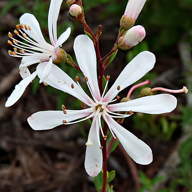 image of Bejaria racemosa, Tarflower, Flycatcher