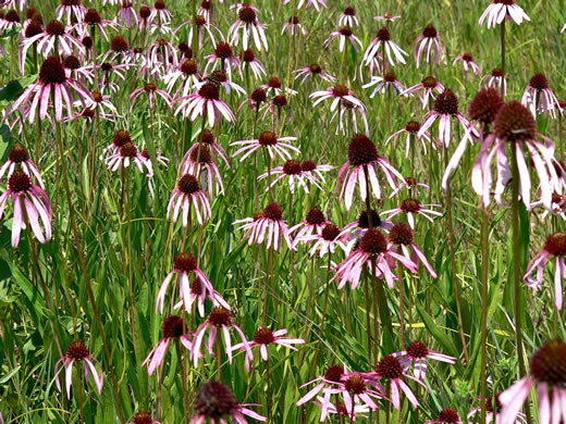 image of Echinacea simulata, Prairie Purple Coneflower, Wavyleaf Purple Coneflower, Glade Coneflower