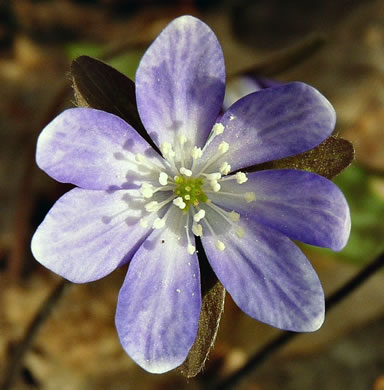 image of Hepatica acutiloba, Sharp-lobed Hepatica, Sharp-lobed Liverleaf