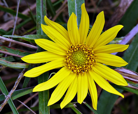 image of Helianthus maximilianii, Maximilian Sunflower