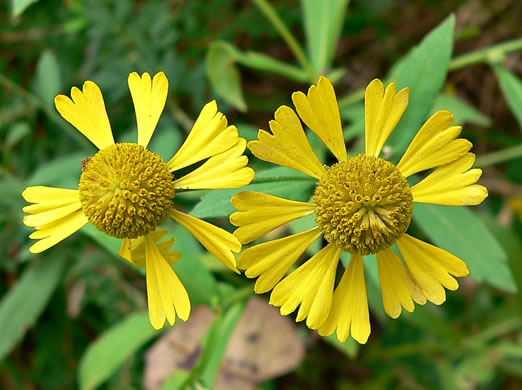 image of Helenium autumnale, Common Sneezeweed