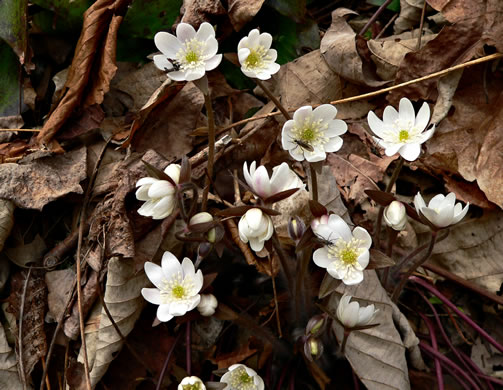 image of Hepatica acutiloba, Sharp-lobed Hepatica, Sharp-lobed Liverleaf