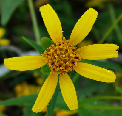 image of Jamesianthus alabamensis, Alabama Warbonnet