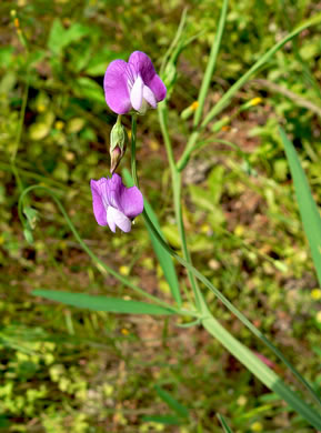 image of Lathyrus sylvestris, Perennial Pea, Narrowleaf Everlasting Pea, Flat Peavine