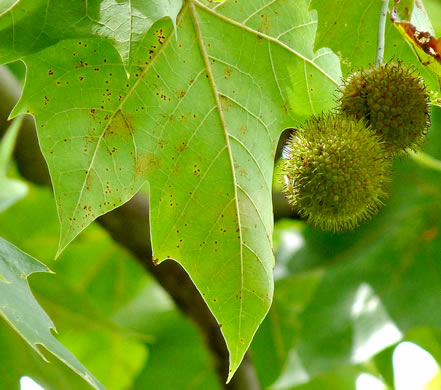 image of Platanus ×hispanica, London Planetree