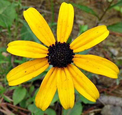 image of Rudbeckia fulgida, Common Eastern Coneflower, Orange Coneflower