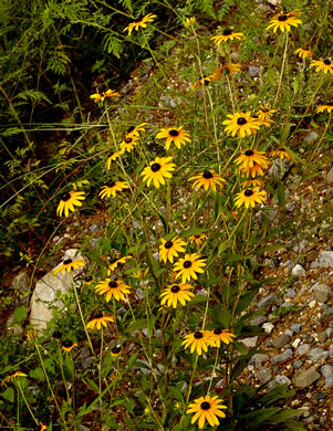 image of Rudbeckia fulgida, Common Eastern Coneflower, Orange Coneflower