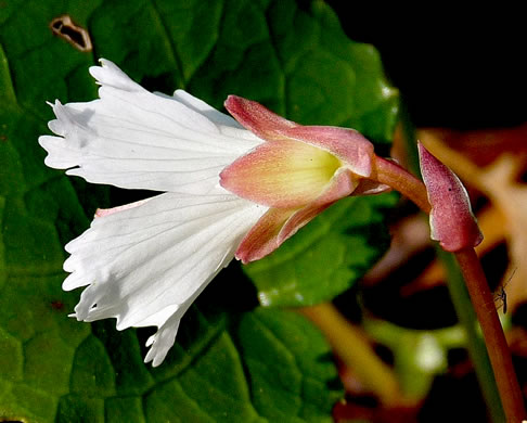 image of Shortia galacifolia, Oconee Bells, Southern Shortia