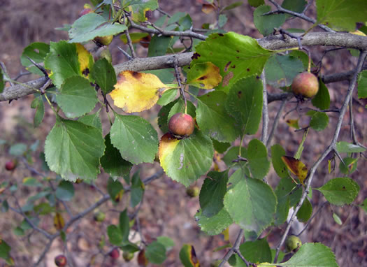 image of Crataegus sororia, Sister Hawthorn