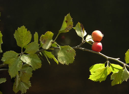 image of Crataegus dispar, Aiken Hawthorn