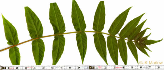 image of Ailanthus altissima, Ailanthus, Tree-of-heaven, Stink-tree