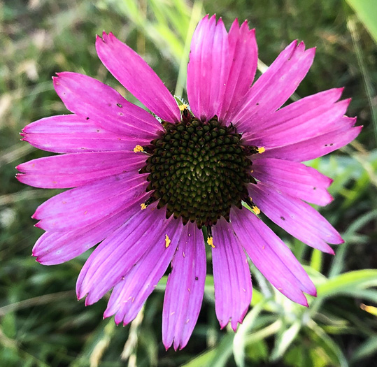 image of Echinacea tennesseensis, Tennessee Purple Coneflower, Tennessee Coneflower