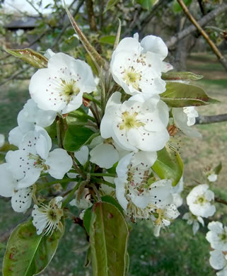 image of Pyrus communis, Common Pear