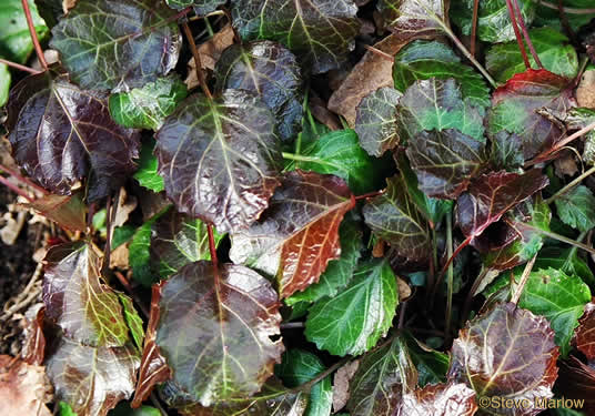 image of Shortia galacifolia, Oconee Bells, Southern Shortia