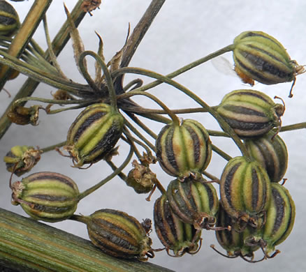 image of Cicuta maculata var. maculata, Water-hemlock, Spotted Cowbane