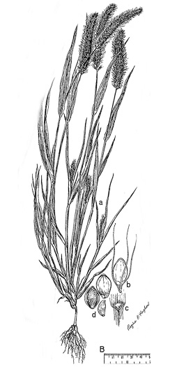 image of Setaria viridis var. viridis, Green Foxtail, Green Bristlegrass