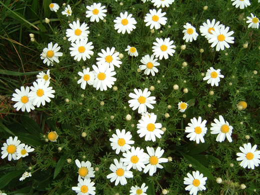 image of Anthemis arvensis, Corn Chamomile, Field Chamomile