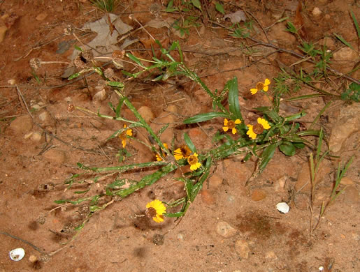 image of Helenium flexuosum, Purplehead Sneezeweed, Southern Sneezeweed