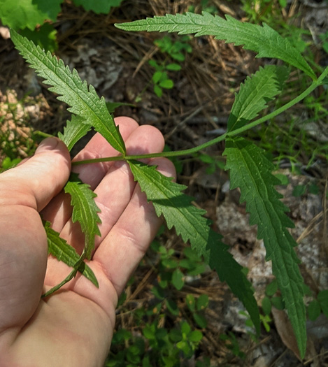 image of Eupatorium saltuense, Pasture Thoroughwort, Pasture Eupatorium, Tall Boneset, Tall Thoroughwort