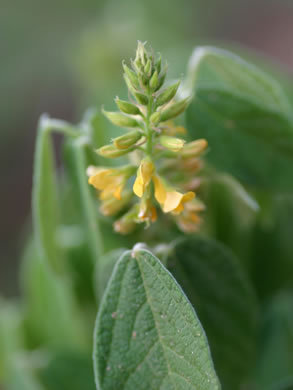 image of Rhynchosia tomentosa, Twining Snoutbean, Erect Snoutbean