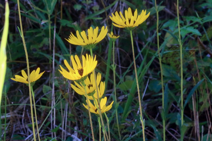 image of Helianthus heterophyllus, Savanna Sunflower, Variable-leaf Sunflower