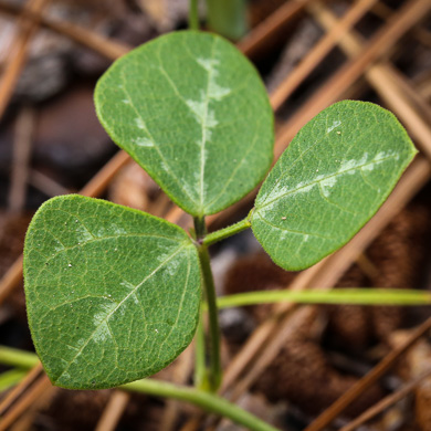 image of Phaseolus sinuatus, Sandhill Bean, Trailing Wild Bean