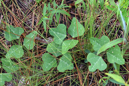 image of Phaseolus sinuatus, Sandhill Bean, Trailing Wild Bean