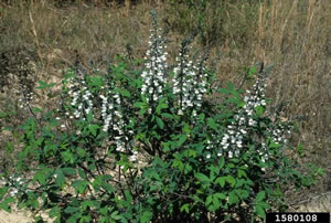 Baptisia alba