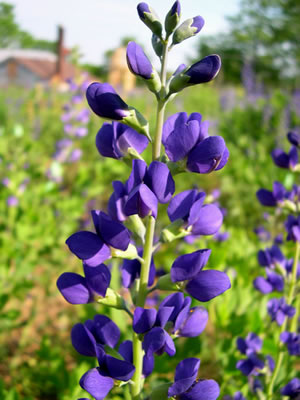 Baptisia australis