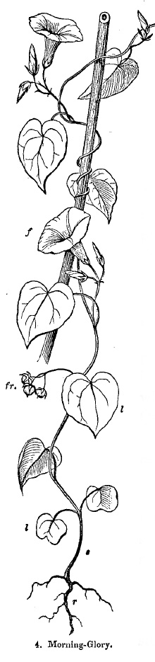 Fig. 4, morning glory