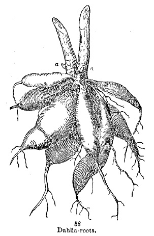 ground artichoke