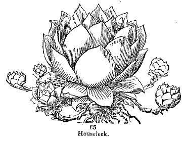 Houseleek