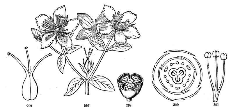 St. John's-wort