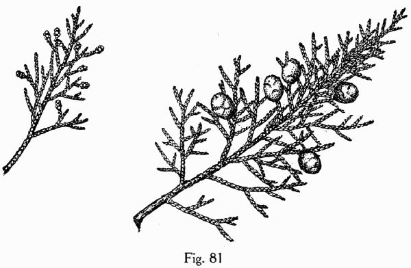 Fig. 81