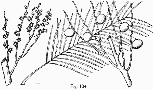 Fig. 104