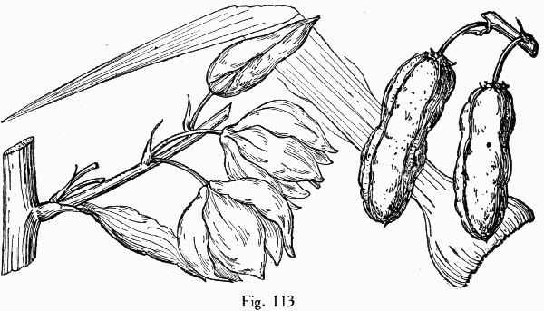 Fig. 113