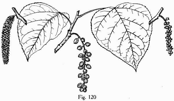 Fig. 120