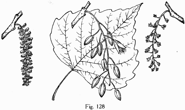 Fig. 128