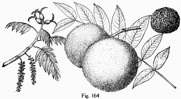 Fig. 164