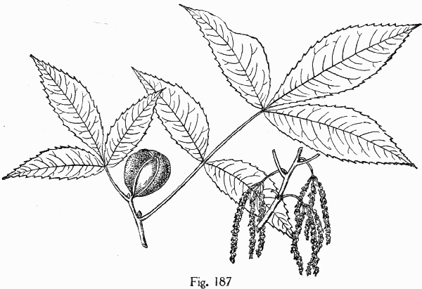 Fig. 187